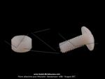Vis + Ecrou plastique - M5 - pour Mobylette MBK 51 CF 1985 / 1987 (x1)