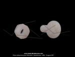 Vis + Ecrou plastique - M5 - pour Mobylette MBK 51 CF 1985 / 1987 (x1)