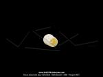 Bouton plastique de robinet d'essence (Manchon) - logo  M  - Crme - pour Mobylette Motobcane / Motoconfort 88 / 89 (...)