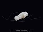 Borne Haute Tension (HT) NOVI - Blanche - pour Mobylette Motobcane / Motoconfort