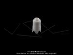 Sige de billes de pompe  essence pour SoleX 1700 / 2200 / 3300 / 3800 / 5000 (x1 pc)