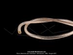Fil bougie - Cristal transparent - 5mm - PAVSE France (par 0.5 mtre)