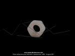 Ecrou plastique - M5 - de fixation de visire pour Mobylette MBK 51 CF 1985/1987 (x1 pc)