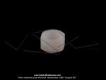 Ecrou plastique - M5 - de fixation de visire pour Mobylette MBK 51 CF 1985/1987 (x1 pc)
